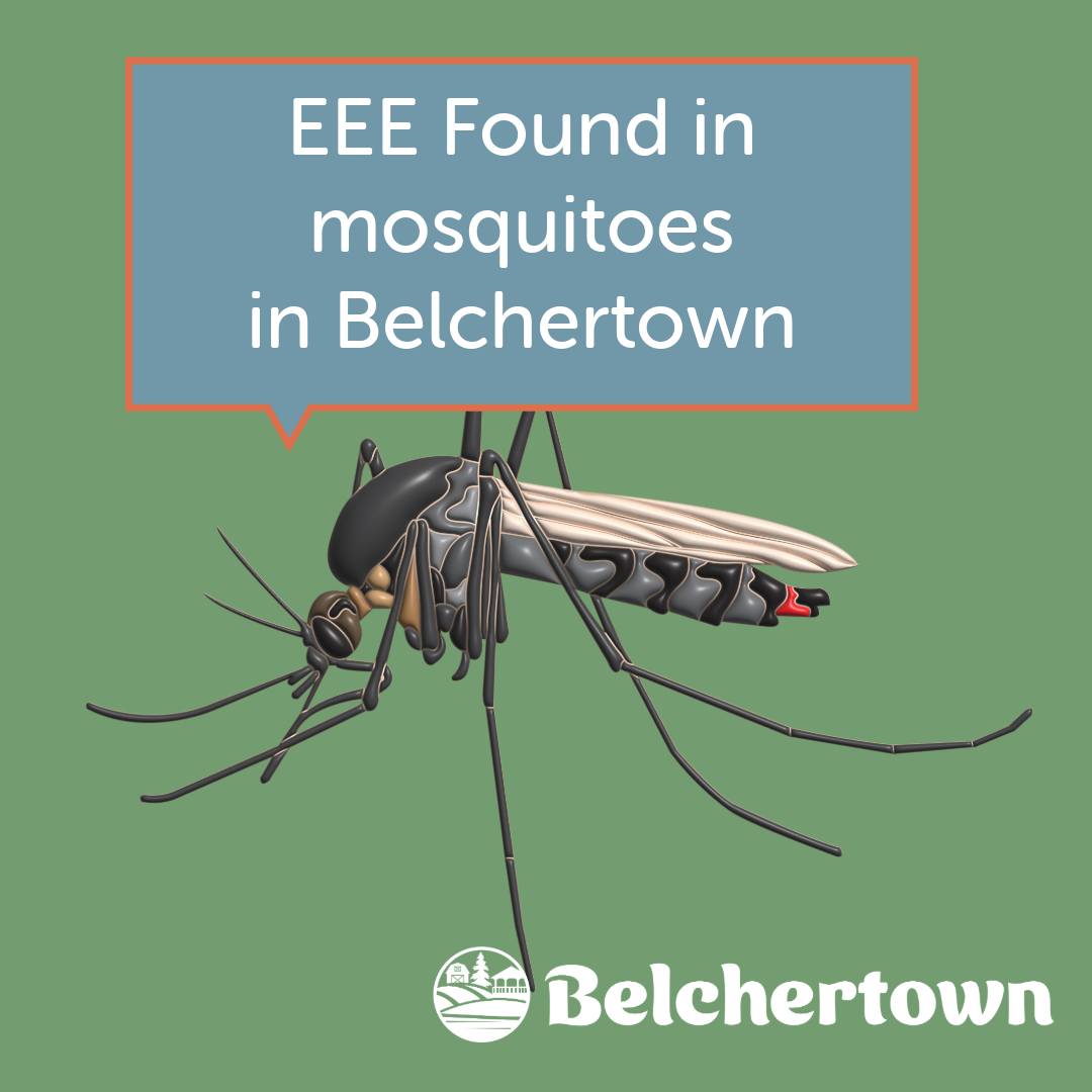 EEE virus detected in mosquitoes Belchertown 2025