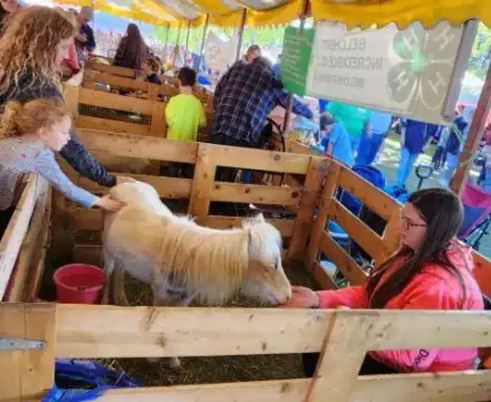 Belchertown Fair animal shows 2025