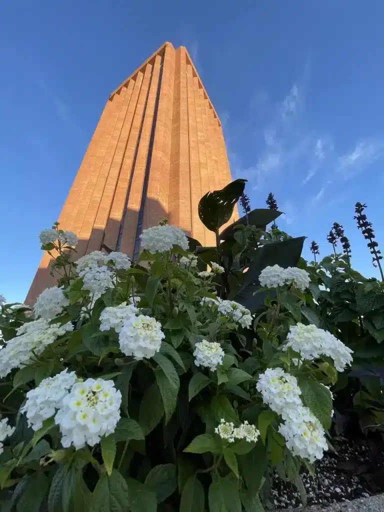 Lantana Camara thriving in a giant flower pot outside the WEB Du Bois Library at Umass.