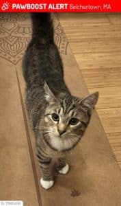 Lost Cat Toby Belchertown 2025