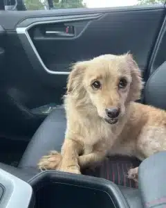 found Dachshund mix in Leverett
