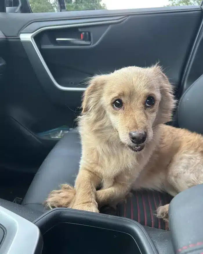 found Dachshund mix in Leverett