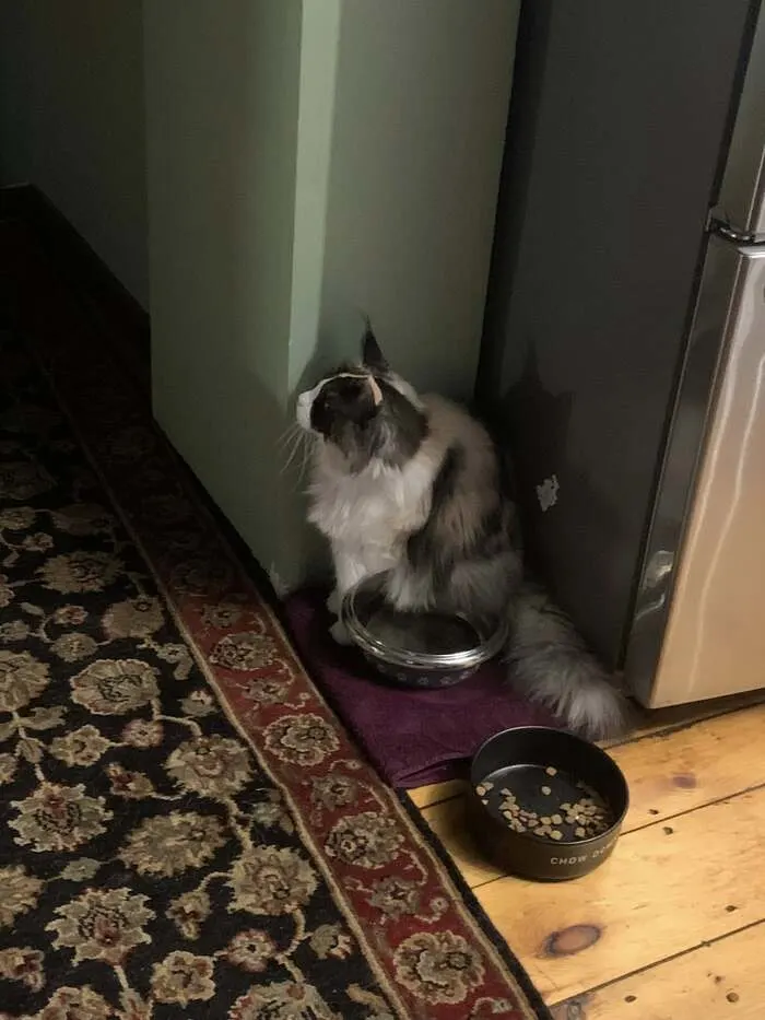 lost Maine Coon cat in Amherst MA