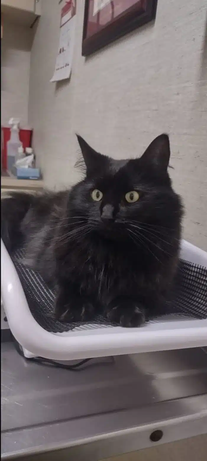 lost black cat in Sunderland