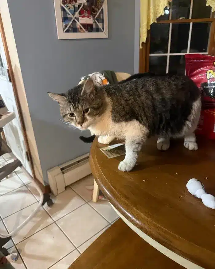 lost cat in Belchertown Mr B