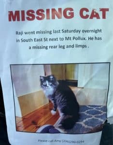 missing cat Amherst 2025