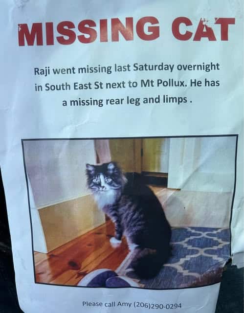 missing cat Amherst 2025