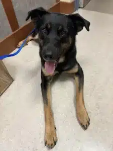 found dog in Northampton
