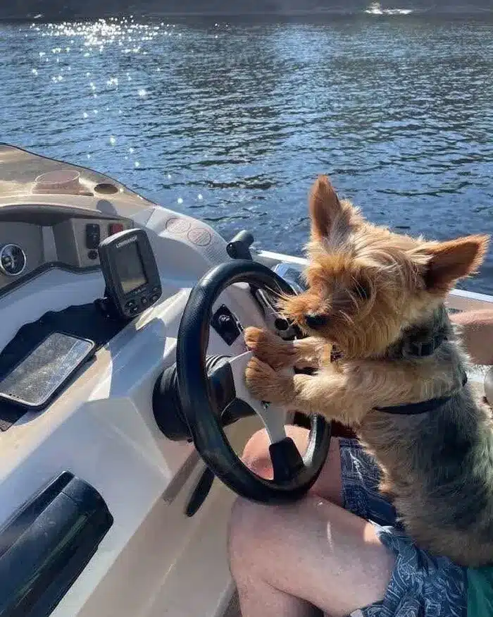 missing dog Bowie in Belchertown