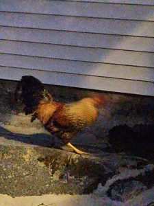 A lost red, gold, and black rooster displaying long curved tail feathers, found in Franklin Belchertown