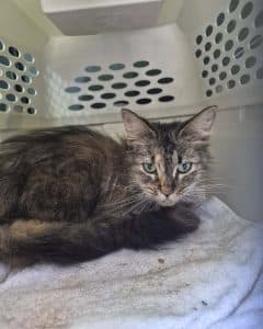 Found Cat – Ware Rd, Belchertown