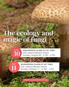 Mushroom Walks – Aug 30 & Oct 11, Mount Toby